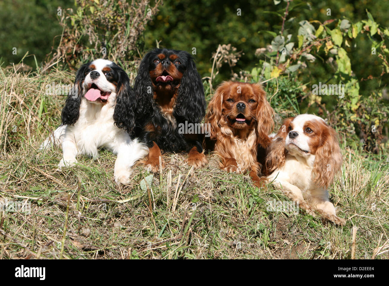 Ruby and tricolour hi-res stock photography and images - Alamy