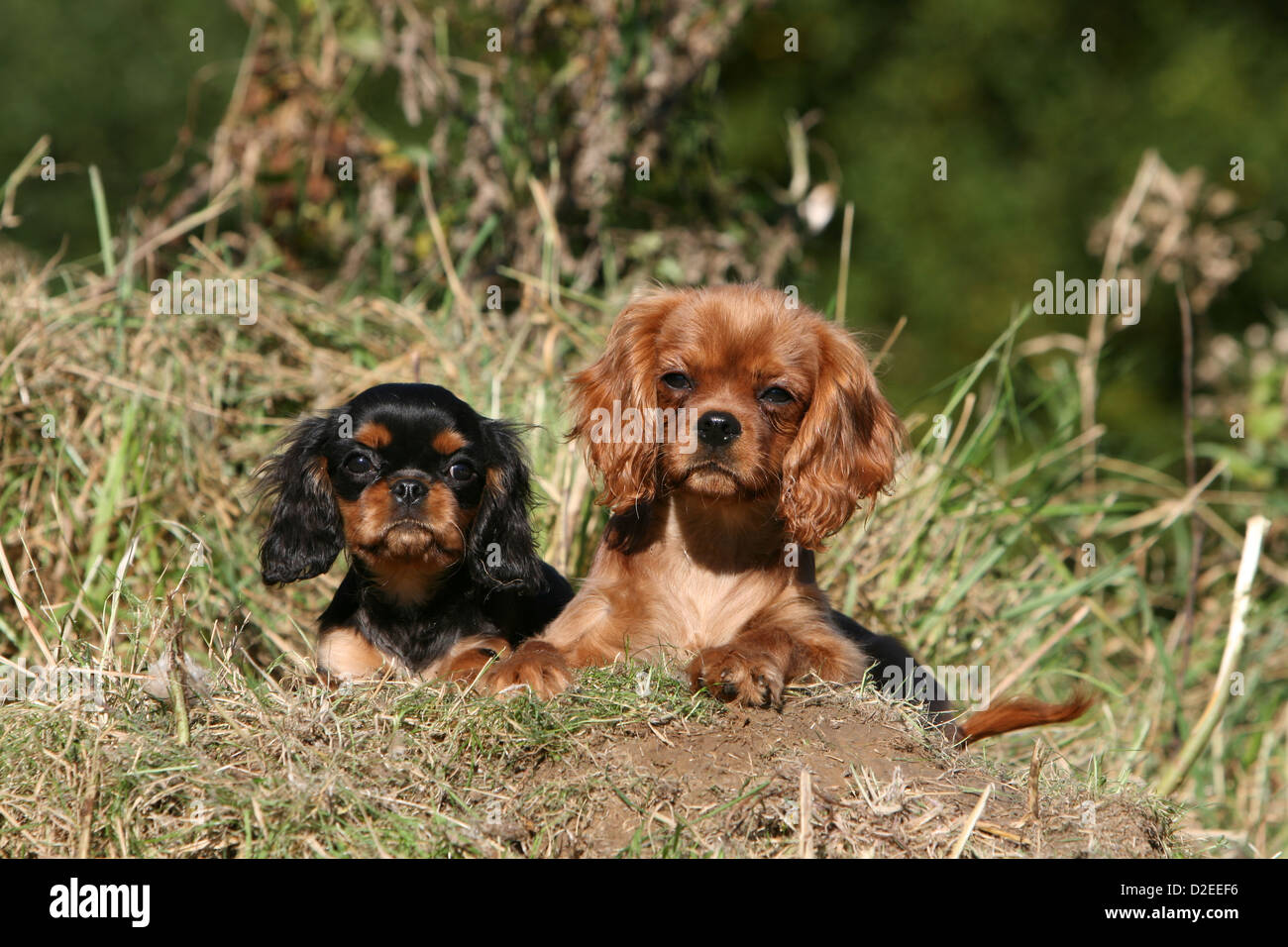 ruby and black cavaliers