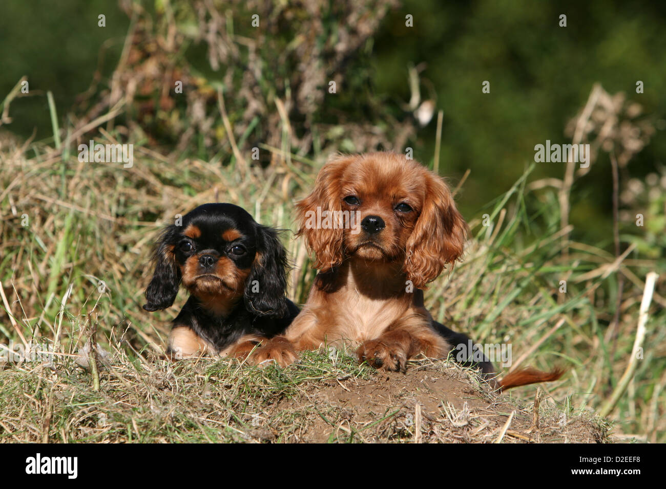 Set 2 Ferma libri Dogs