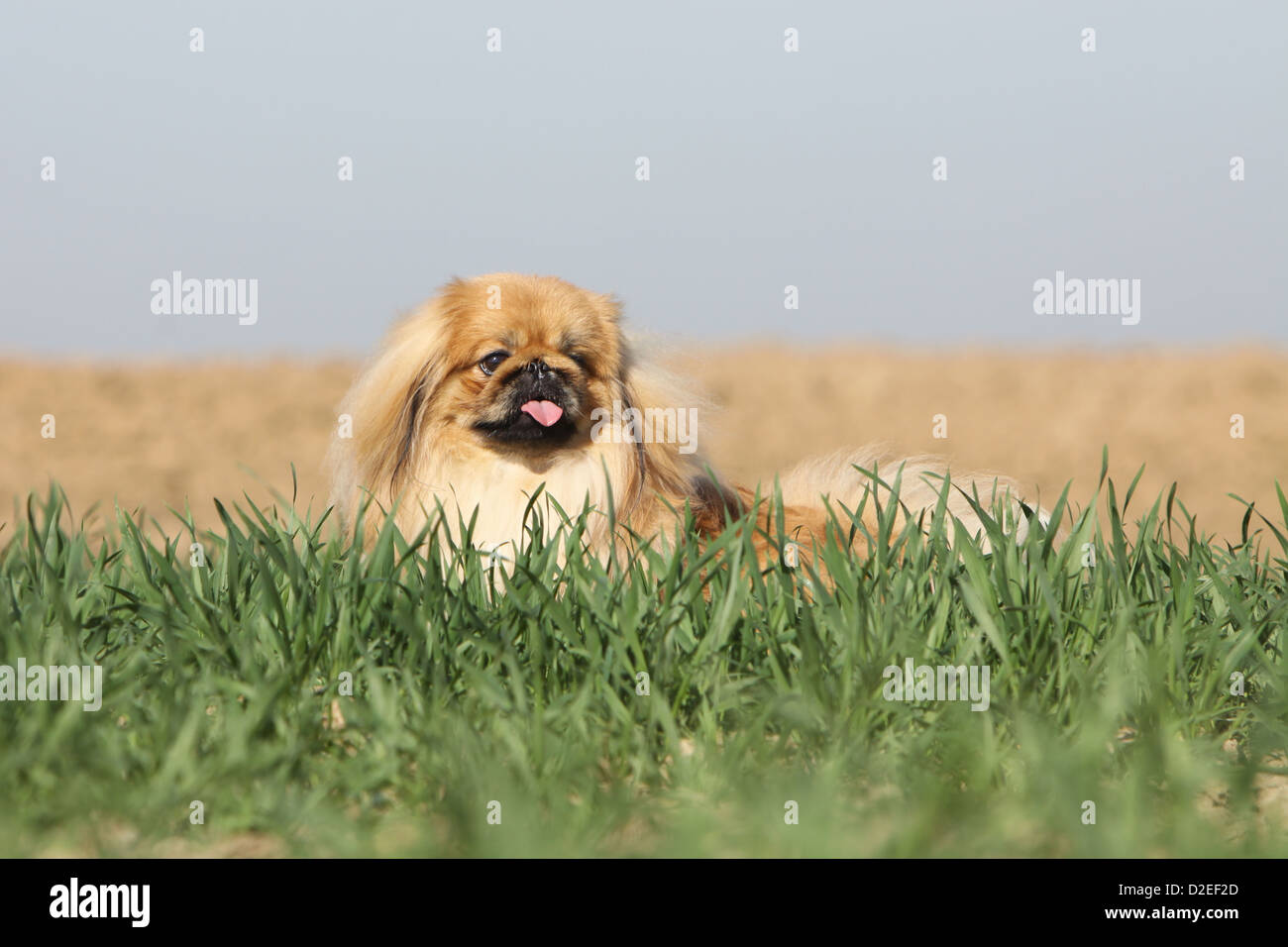 Dogs toy breeds pekingese hires stock photography and images Alamy