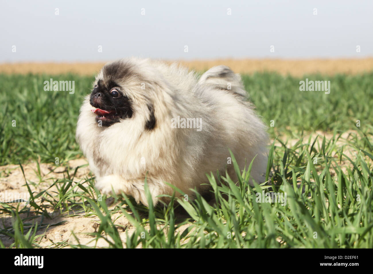 Pekingese running cheap