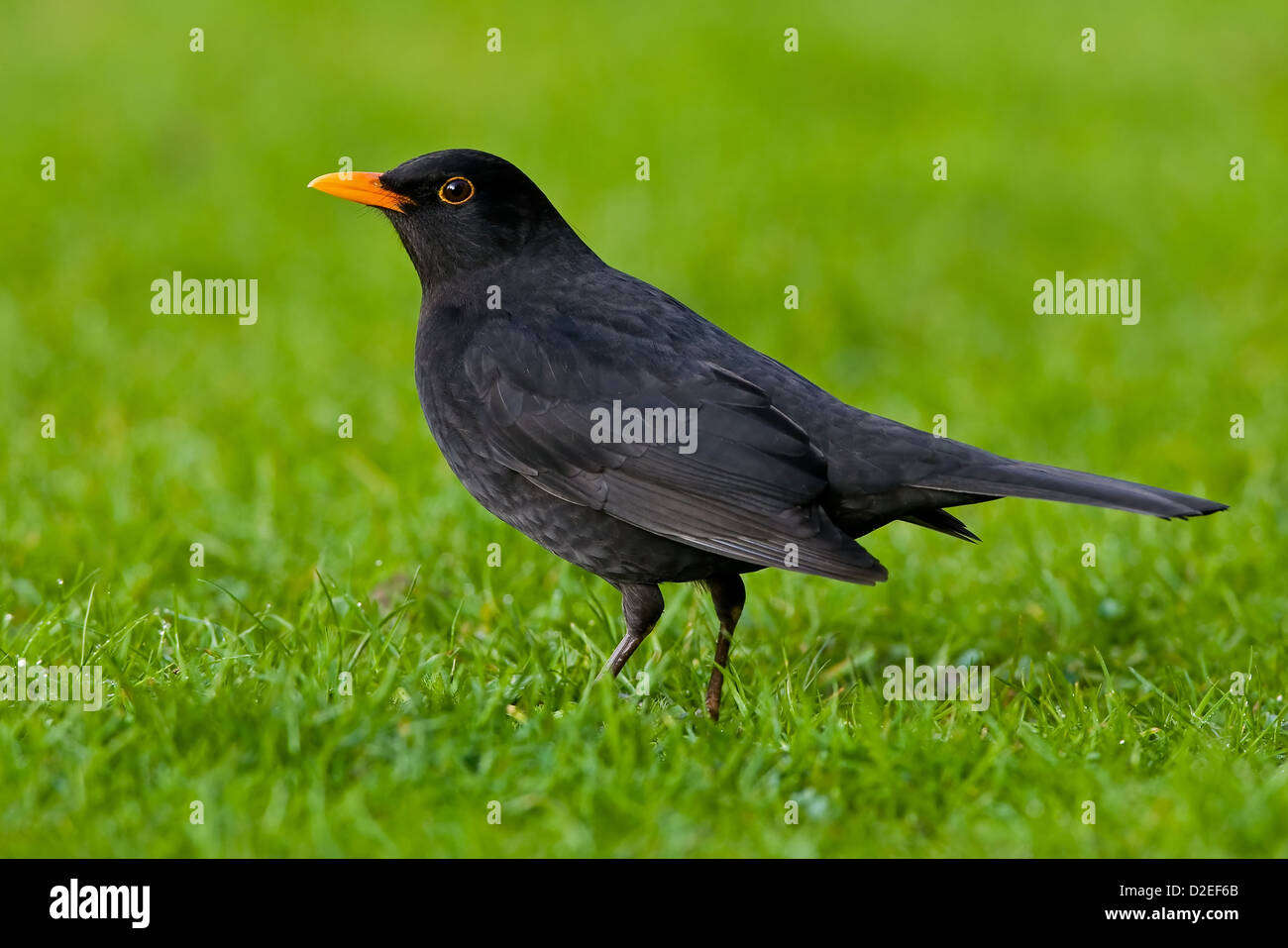 BLACKBIRD ON GRASS Stock Photo