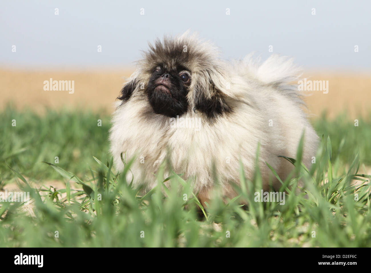 Dog Pekingese / Pekinese / Pékinois puppy standing in the grass Stock Photo