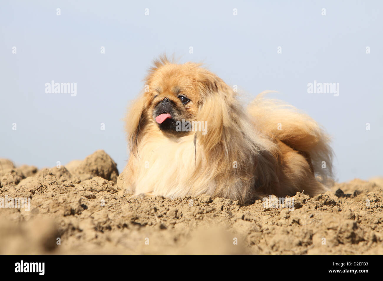 Dog Pekingese / Pekinese / Pékinois adult lying on the ground Stock Photo