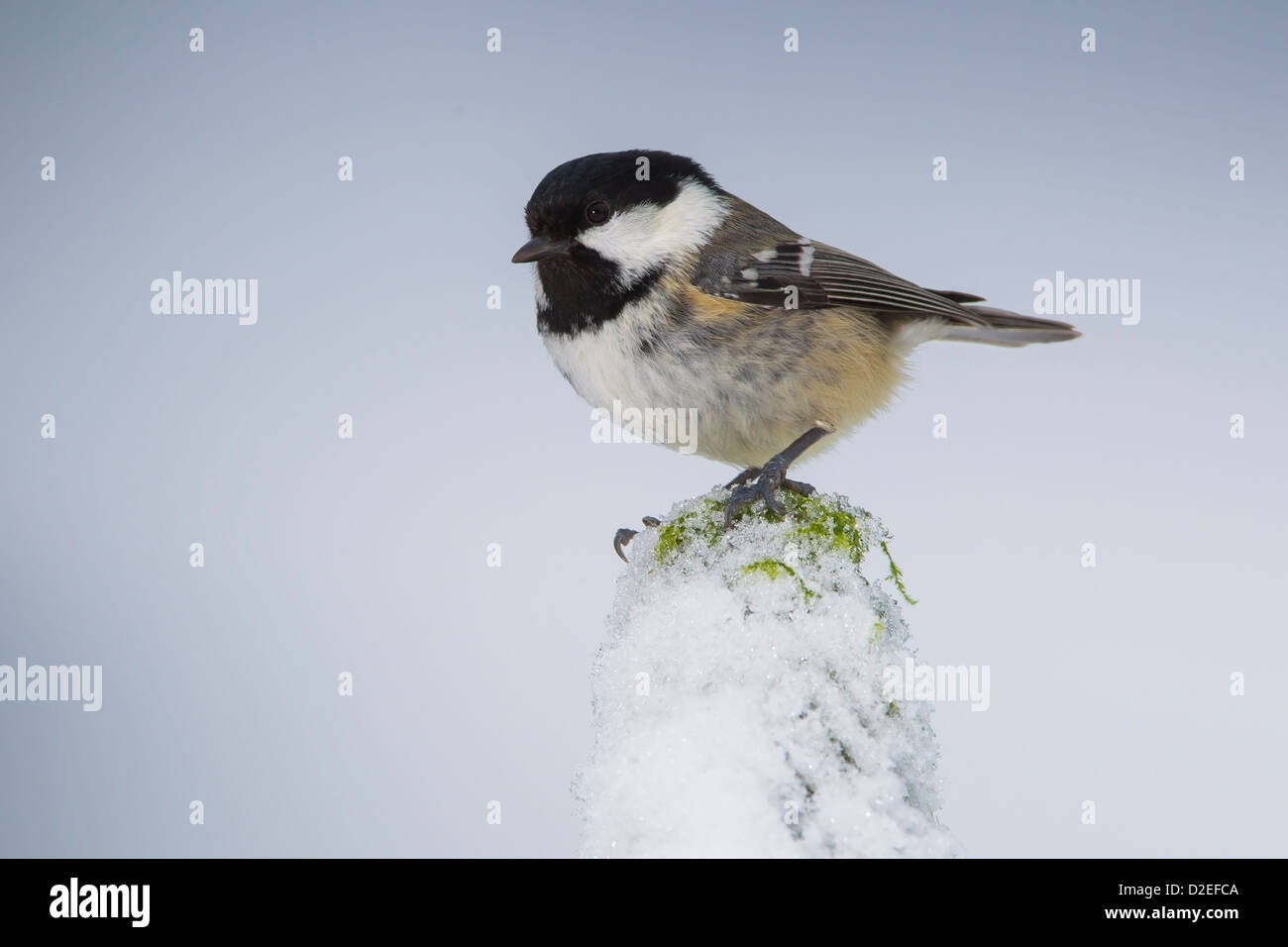 COAL TIT ON A SNOW COVERED PERCH Stock Photo