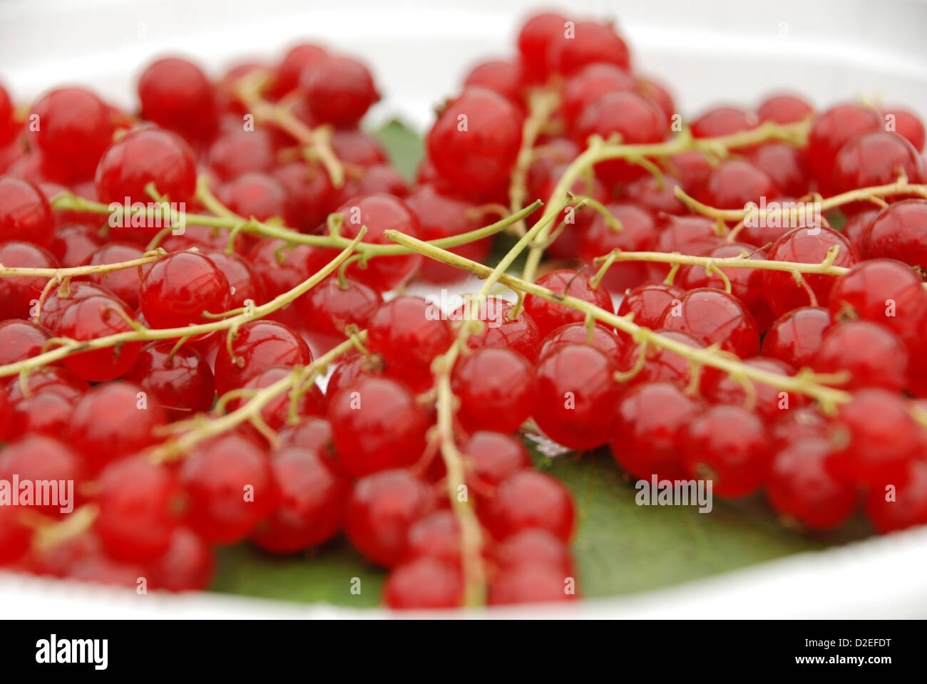 Redcurrants on a plate Stock Photo