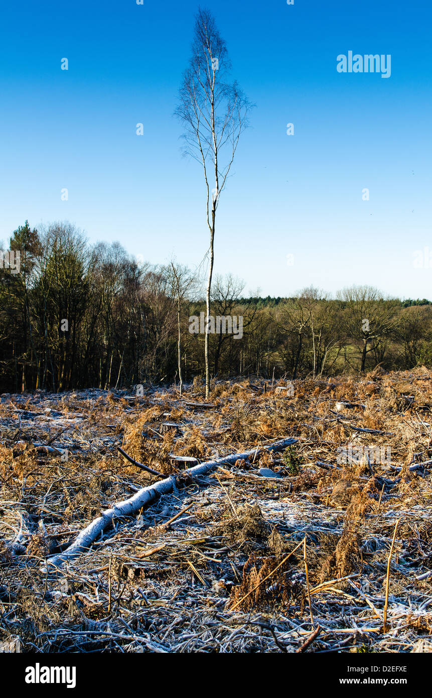 Last tree standing after winter felling Stock Photo