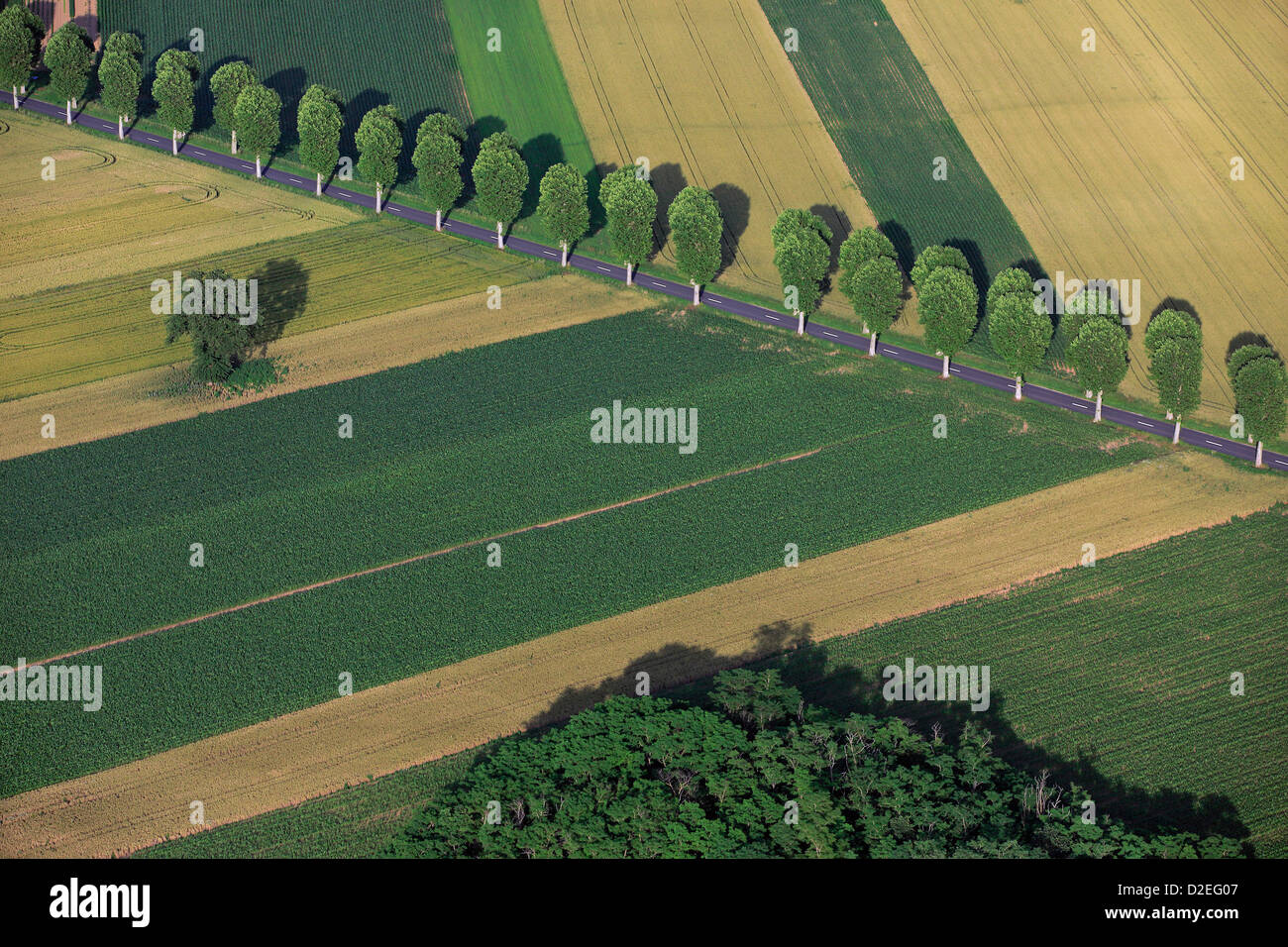 France, Marne (51), aerial landscape with trees lined up on the roadside in the fields of cereal (aerial photo) Stock Photo