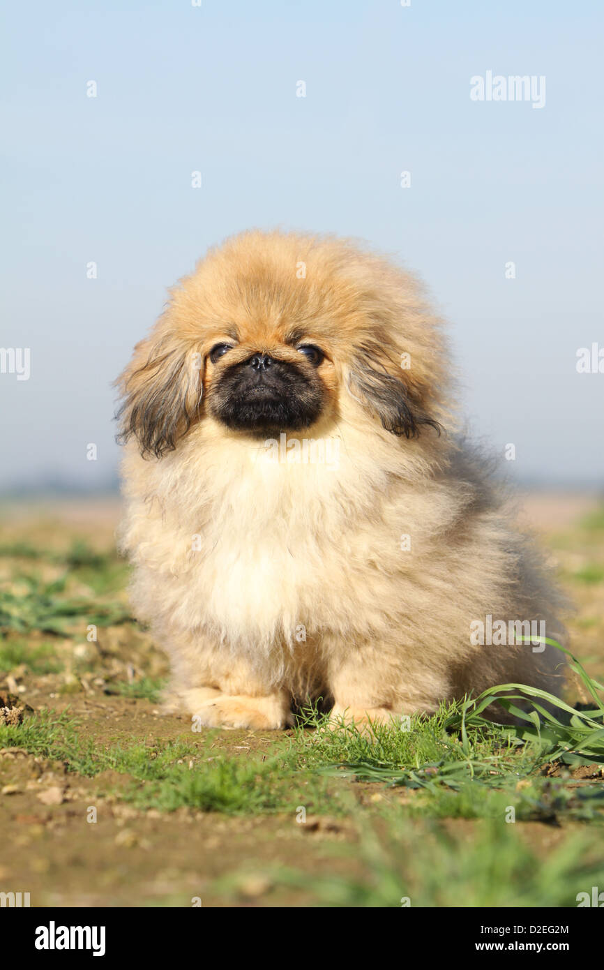 Pekinois Hi Res Stock Photography And Images Alamy