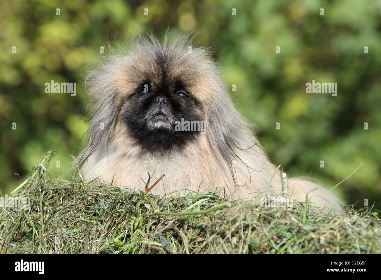 Peke pekingese lion dog hires stock photography and images Alamy