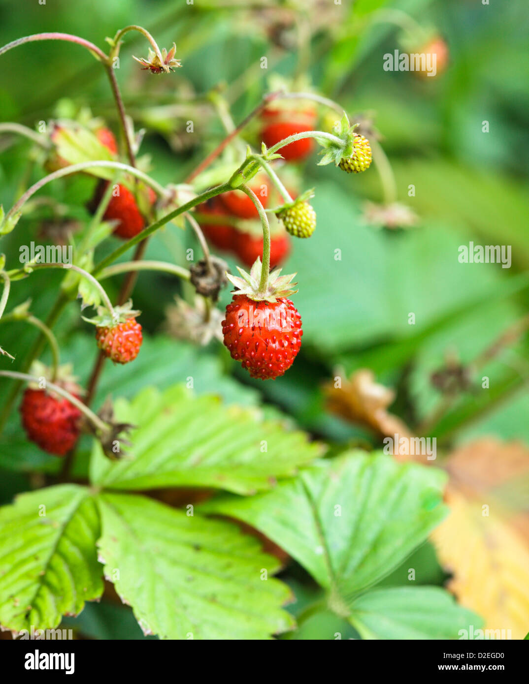 The wild strawberry bush in a forest Stock Photo - Alamy