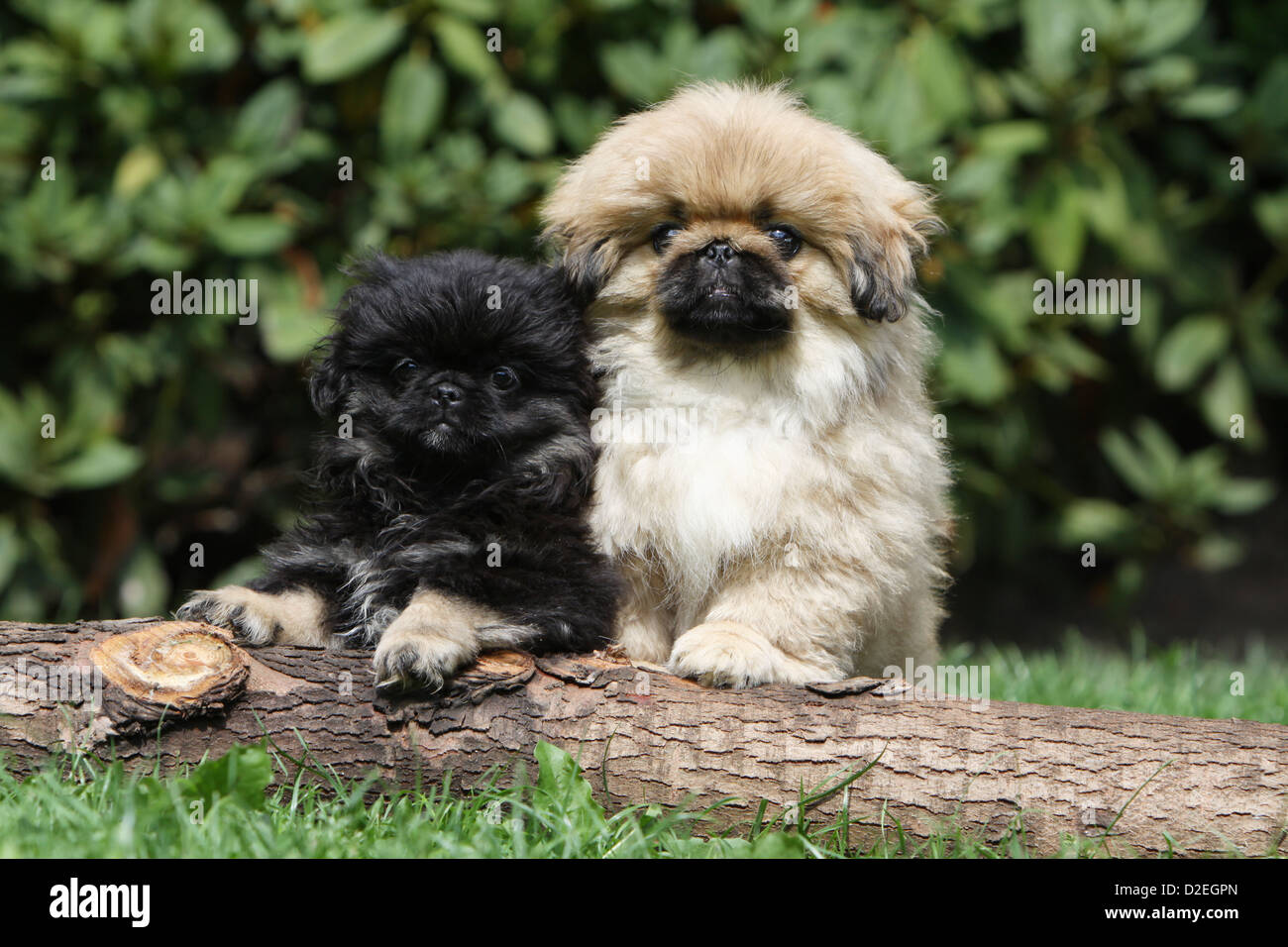 Pekingese hires stock photography and images Alamy