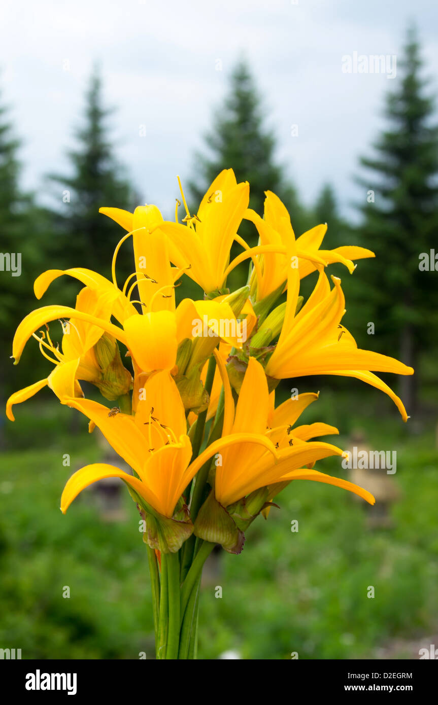 A bouquet of blooming day lily flowers Stock Photo