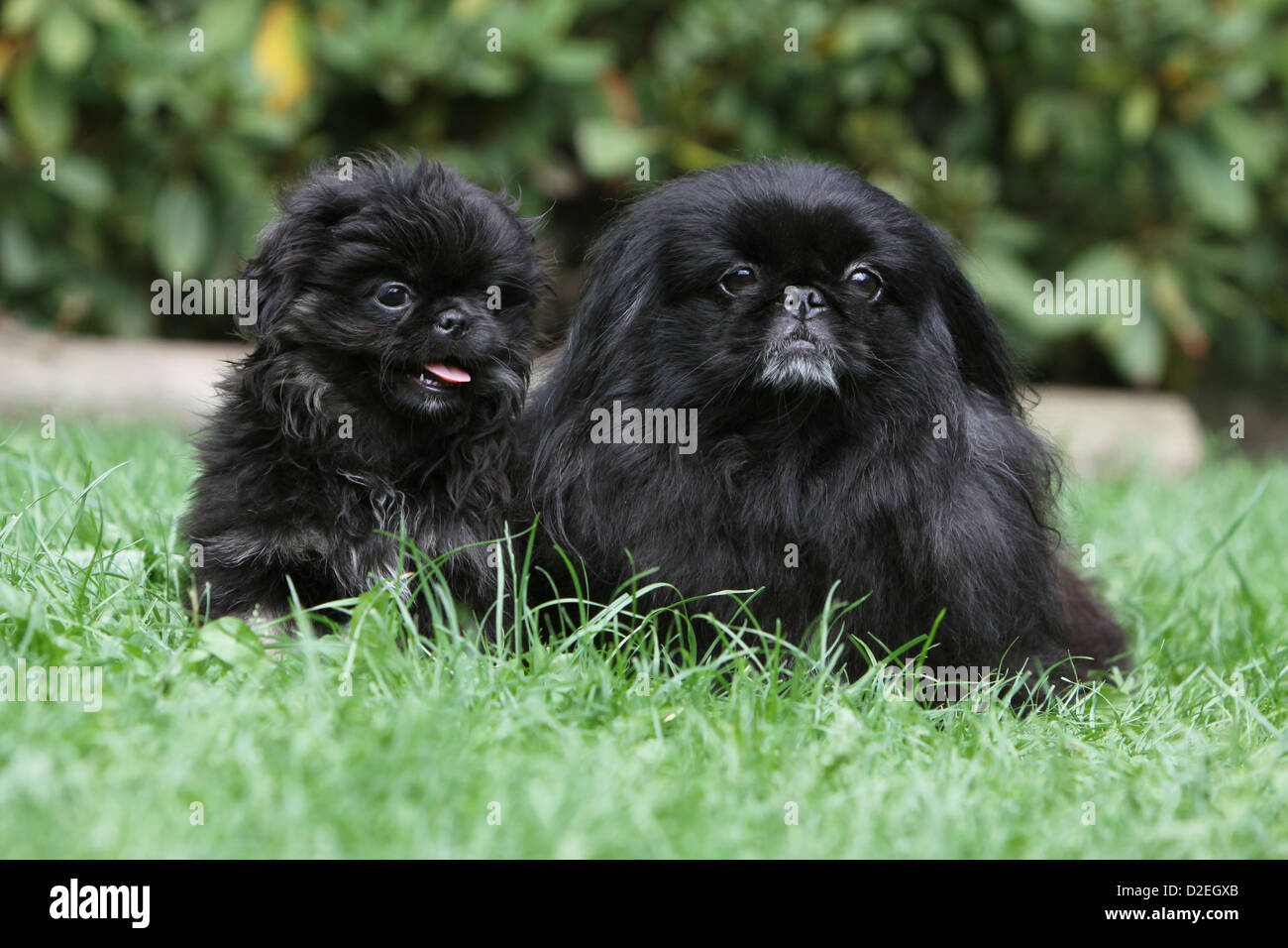 Two pekingeses hi-res stock photography and images - Alamy