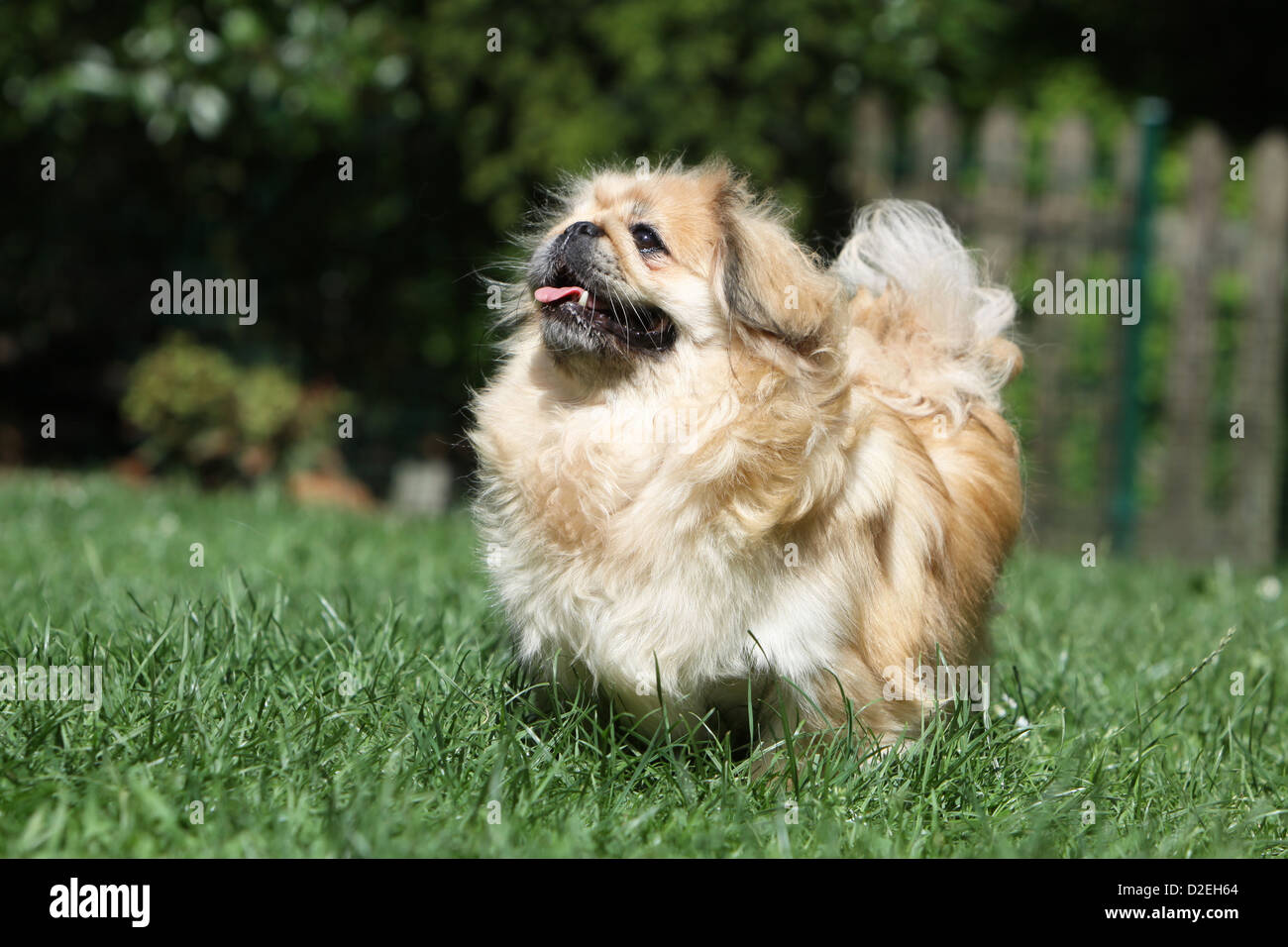 Dog Pekingese / Pekinese / Pékinois adult standing in a garden Stock Photo