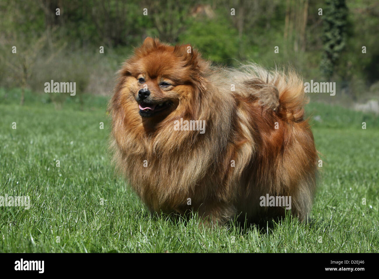 Dog German Spitz / Pomeranian adult (orange) standing in the grass Stock Photo Alamy