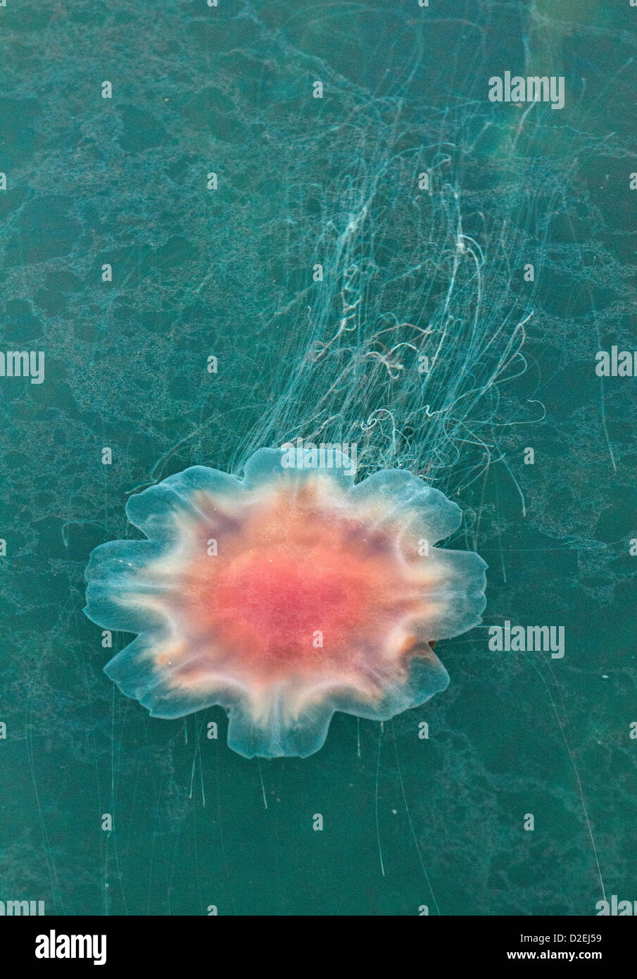 jellyfish at Hafnarhomi, Bakkagerdi, East Iceland Stock Photo