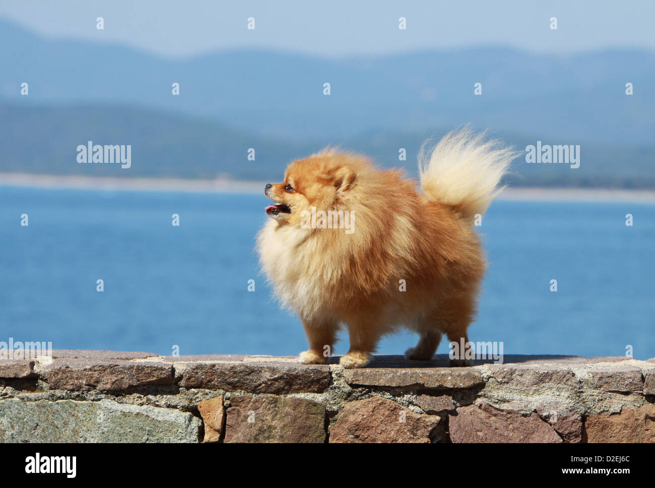 Dog German Spitz / Pomeranian adult (orange) standing on a wall Stock Photo Alamy