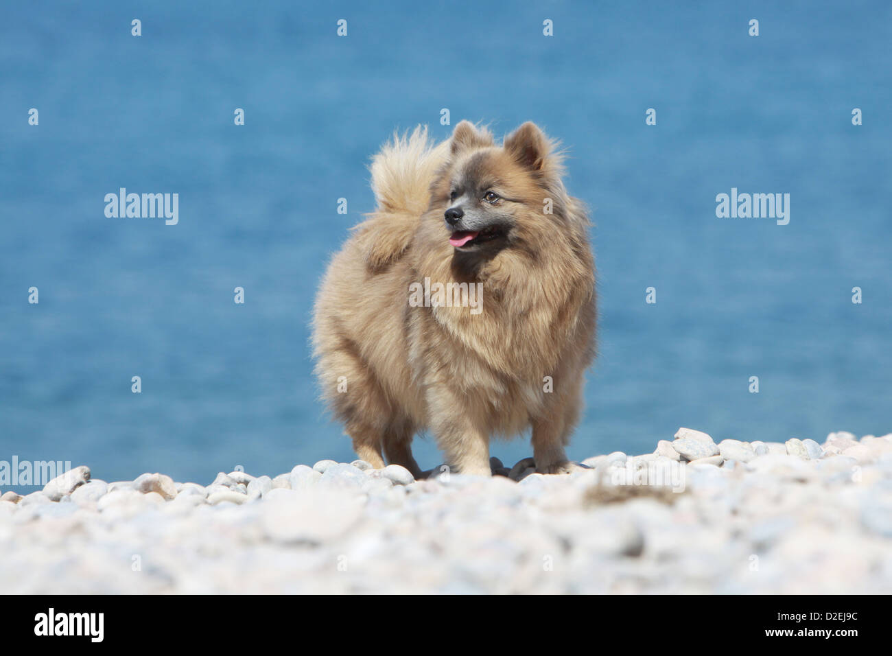 can a pomeranian live in brazil