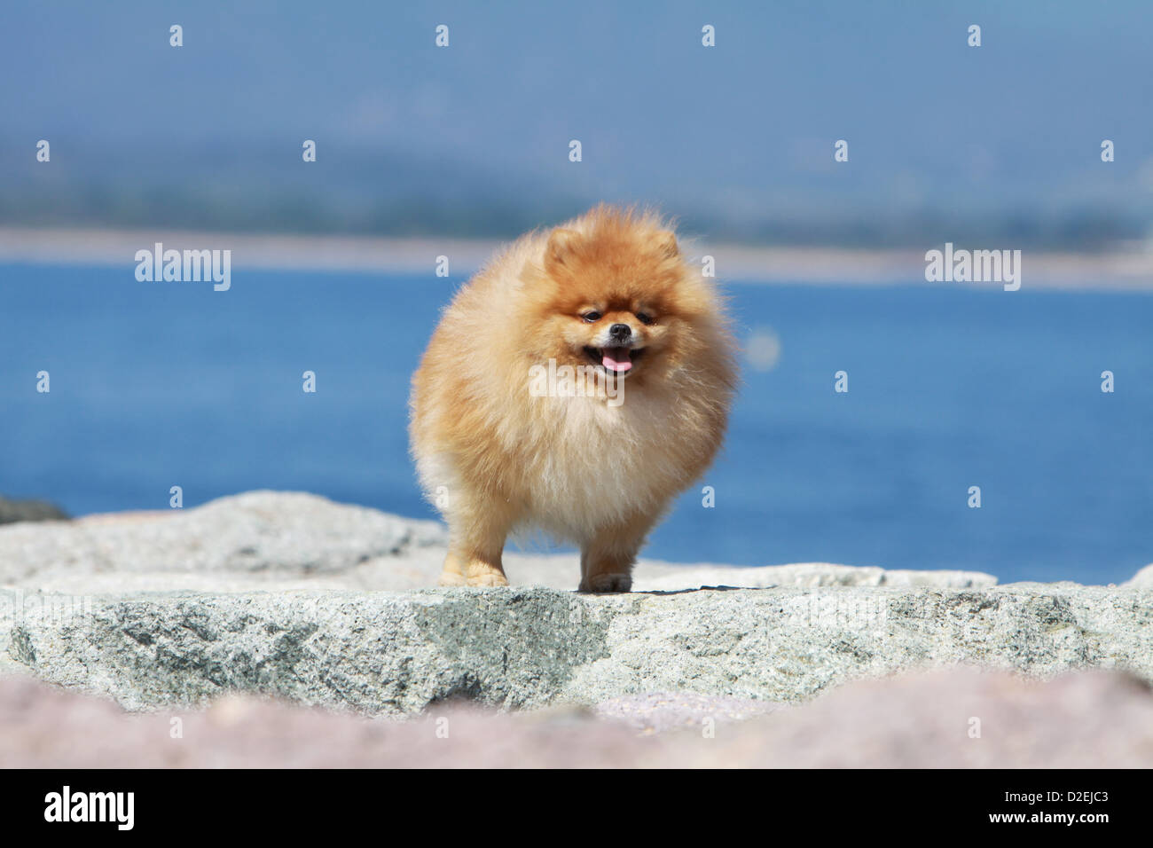 Spitz Nain High Resolution Stock Photography And Images Alamy