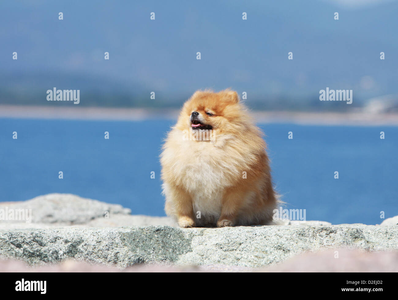 Spitz Nain High Resolution Stock Photography And Images Alamy