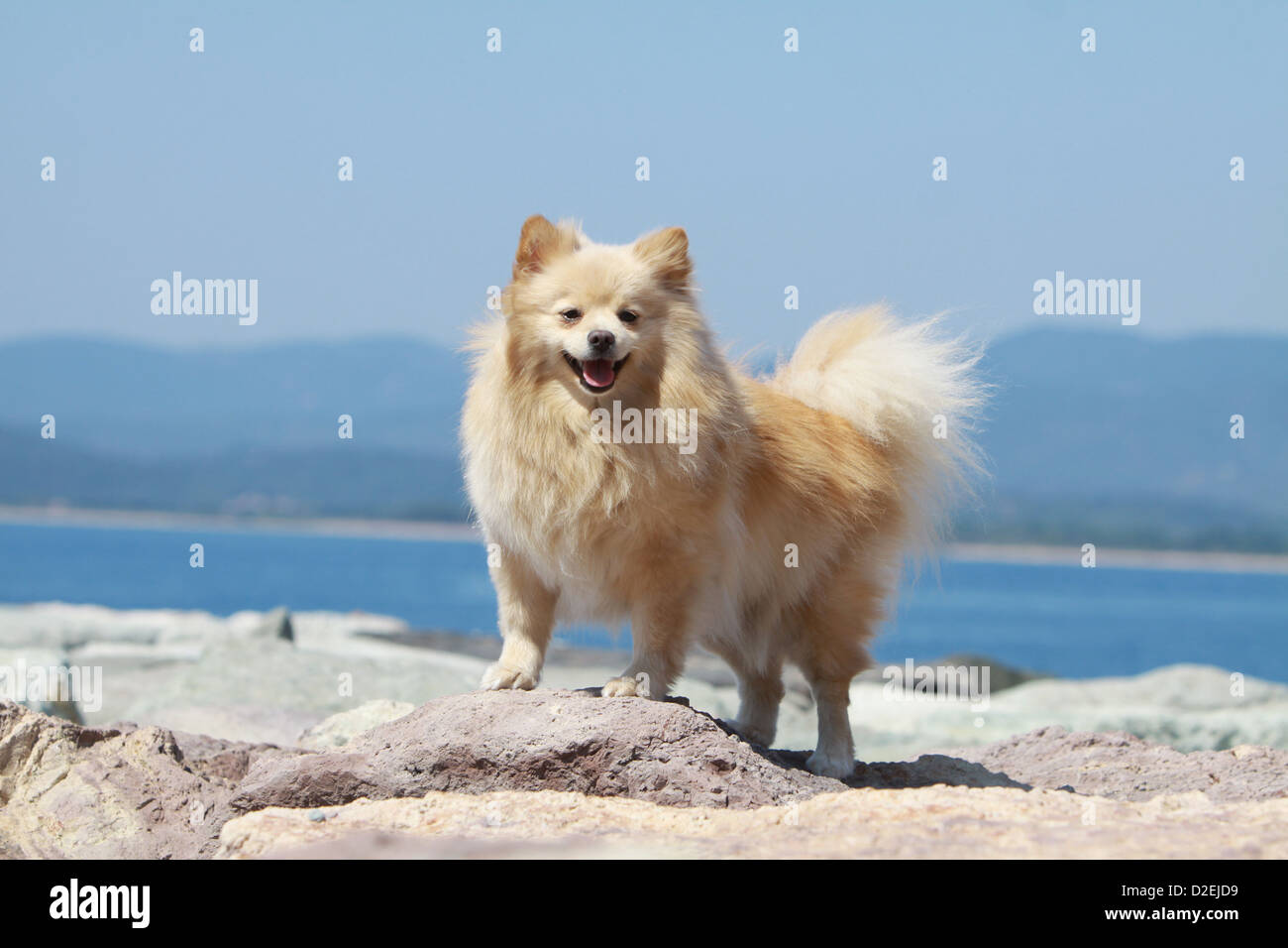 Dog German Spitz Pomeranian Adult Cream Standing On The Rocks Stock Photo Alamy