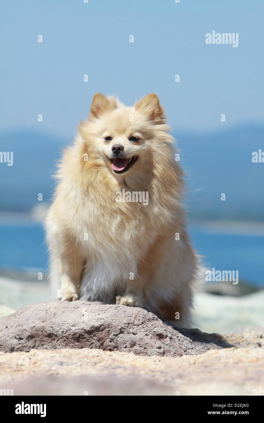 Cream german store spitz