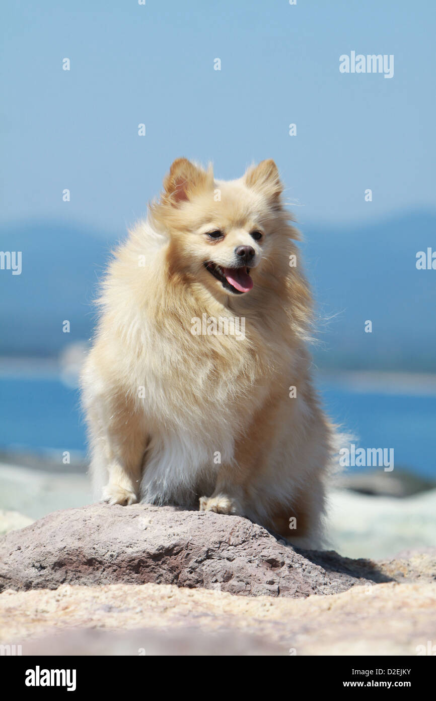Dog German Spitz Pomeranian Adult Cream Sitting On A Rock Stock Photo Alamy