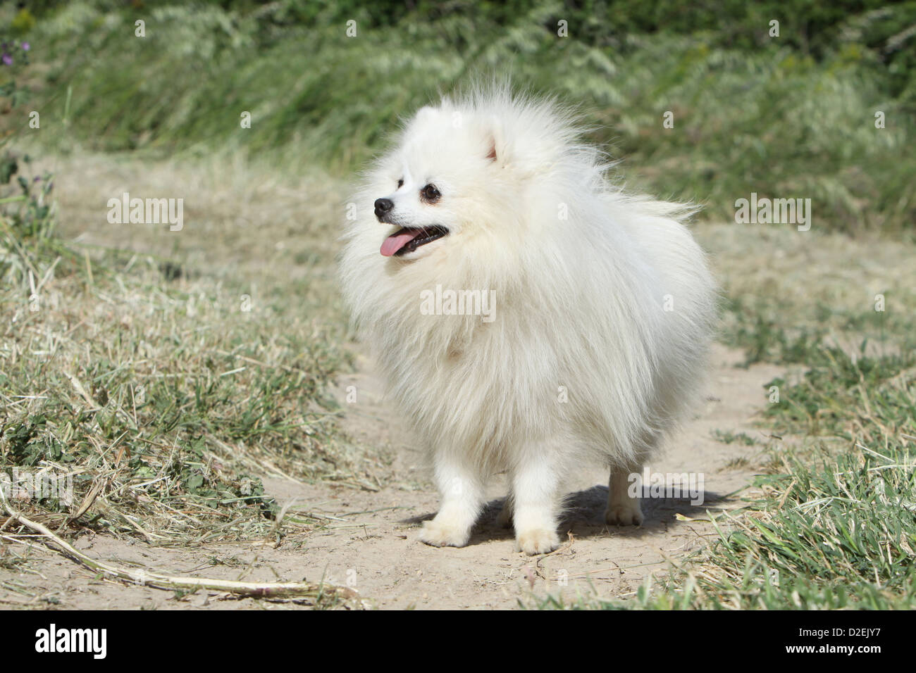 pomeranian white adult