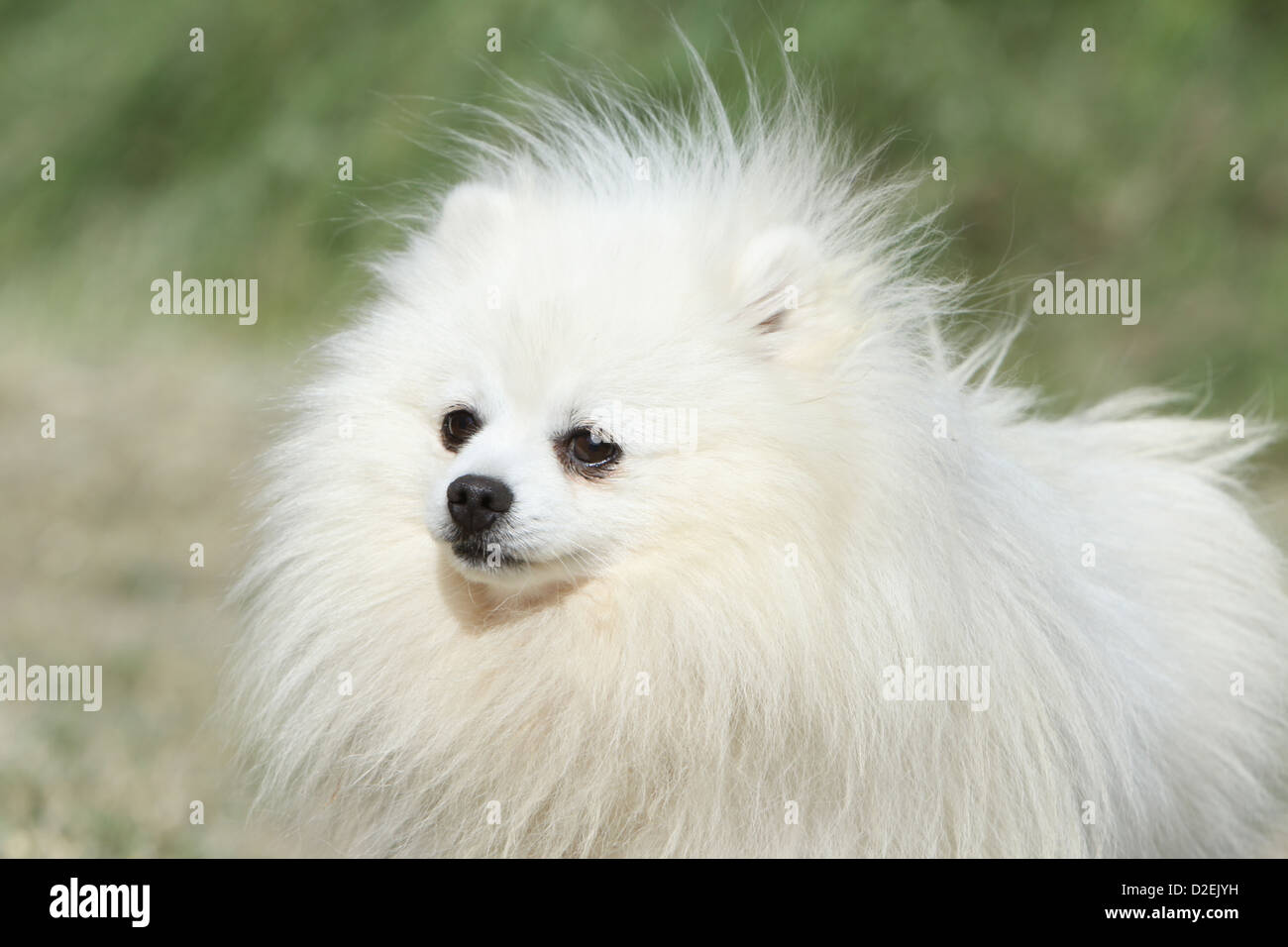 Dog German Spitz / Pomeranian  adult (white) portrait Stock Photo