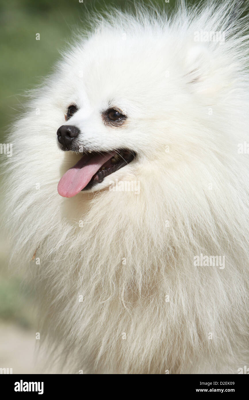 Dog German Spitz Pomeranian Adult White Portrait Profile Stock Photo Alamy