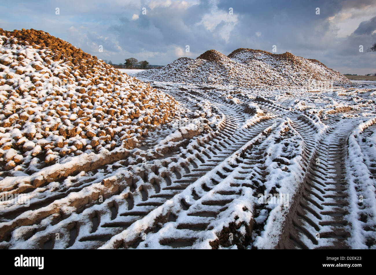 Sugar beet heaps awaiting transportation to the processing factory Norfolk December Stock Photo