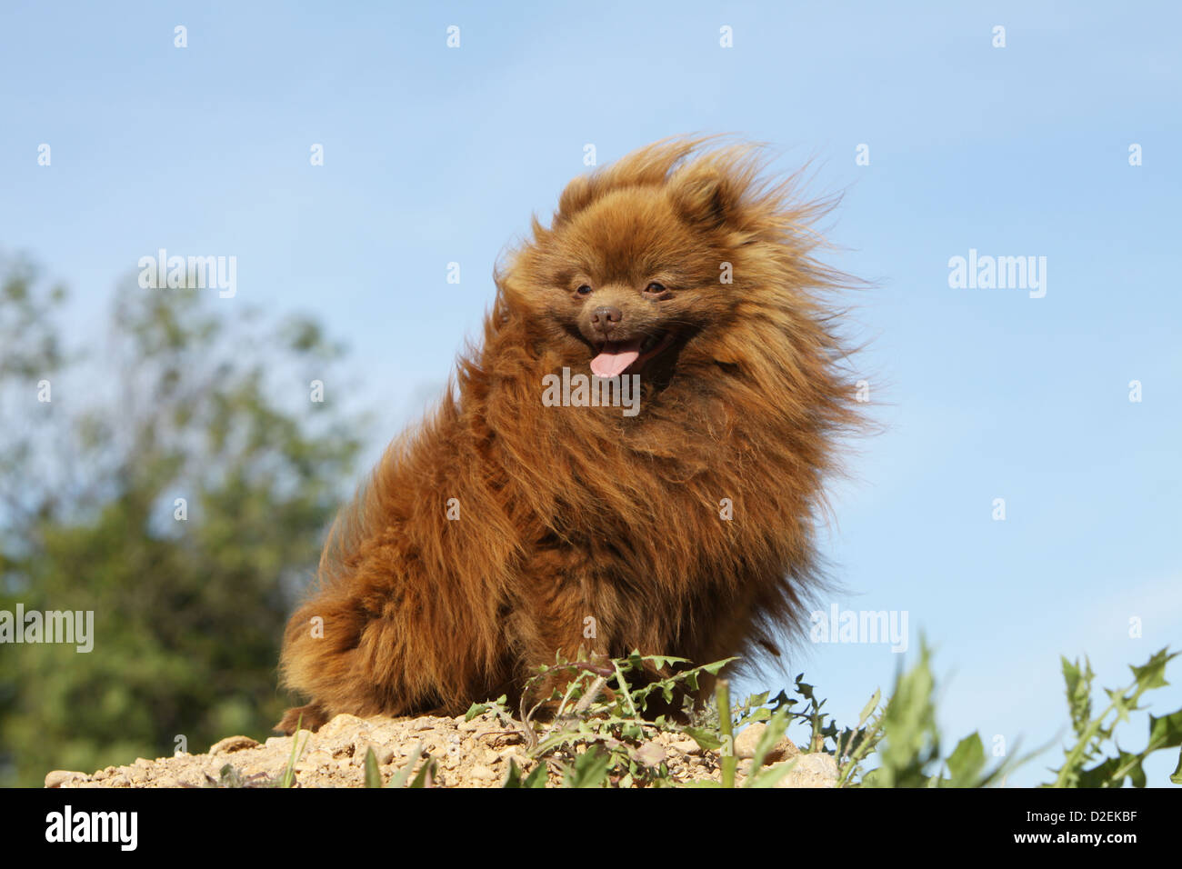 Red dog german spitz dog pomeranian hires stock photography and images Alamy