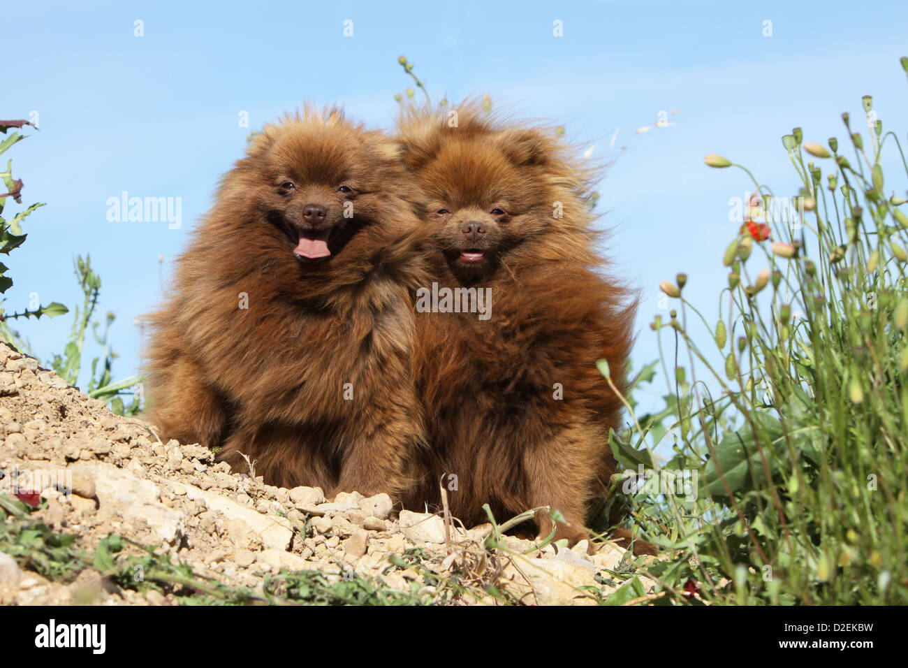 Spitz Nain High Resolution Stock Photography And Images Alamy