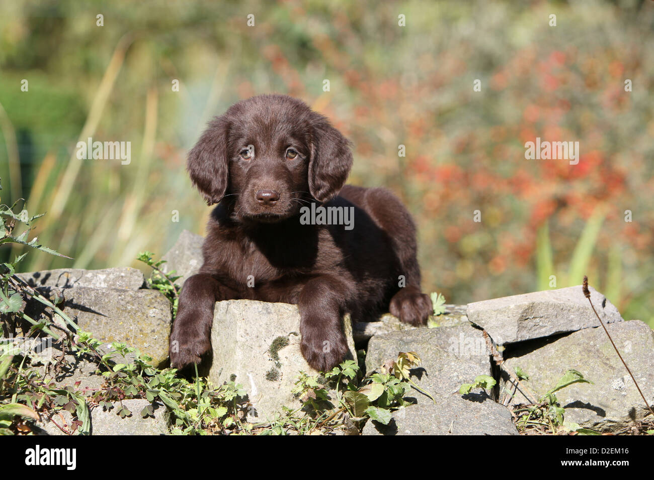 Flat coated retriever hi-res stock photography and images - Alamy