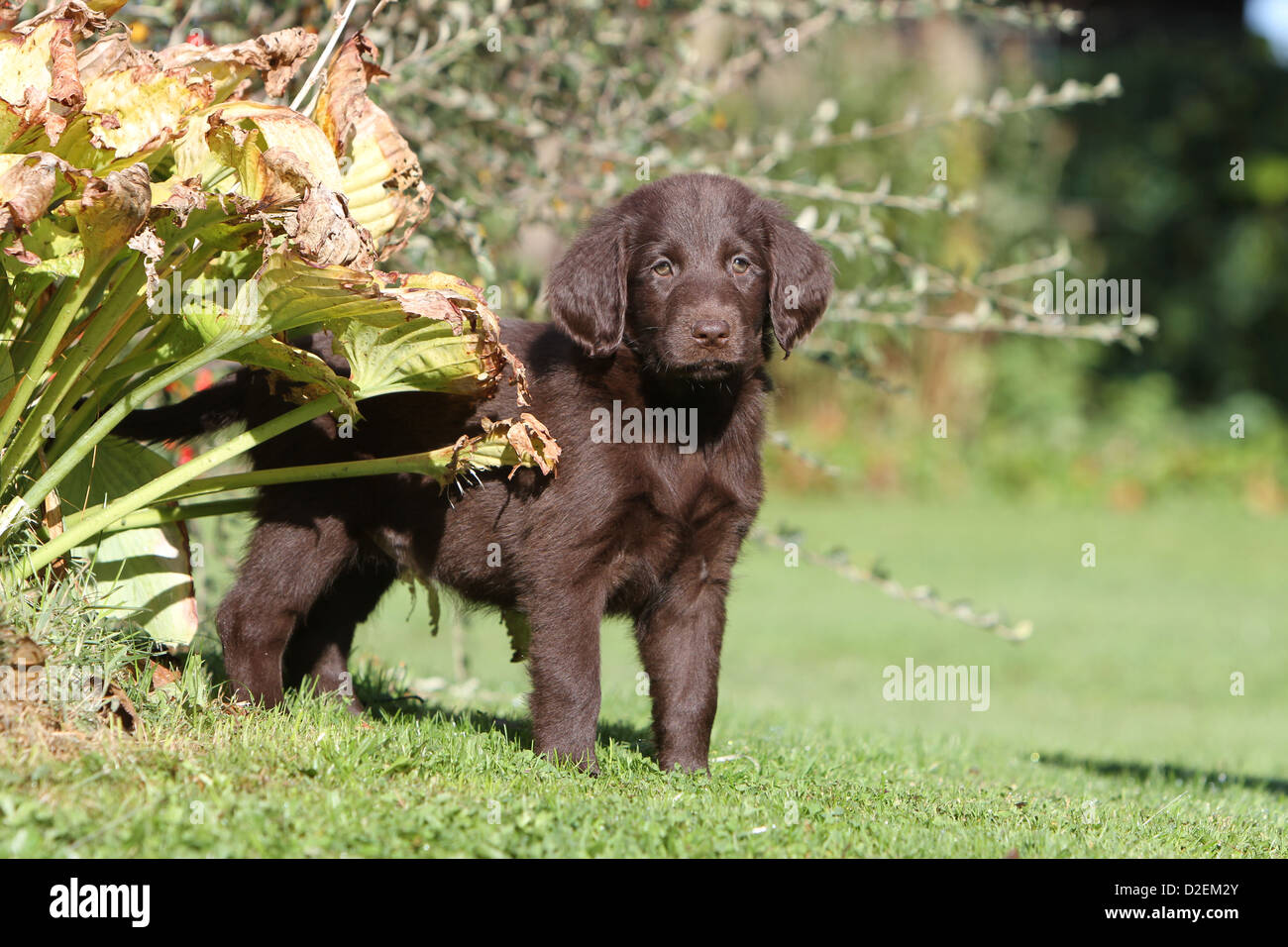 Dog Flat Coated Retriever (brown) puppy standing Stock Photo - Alamy