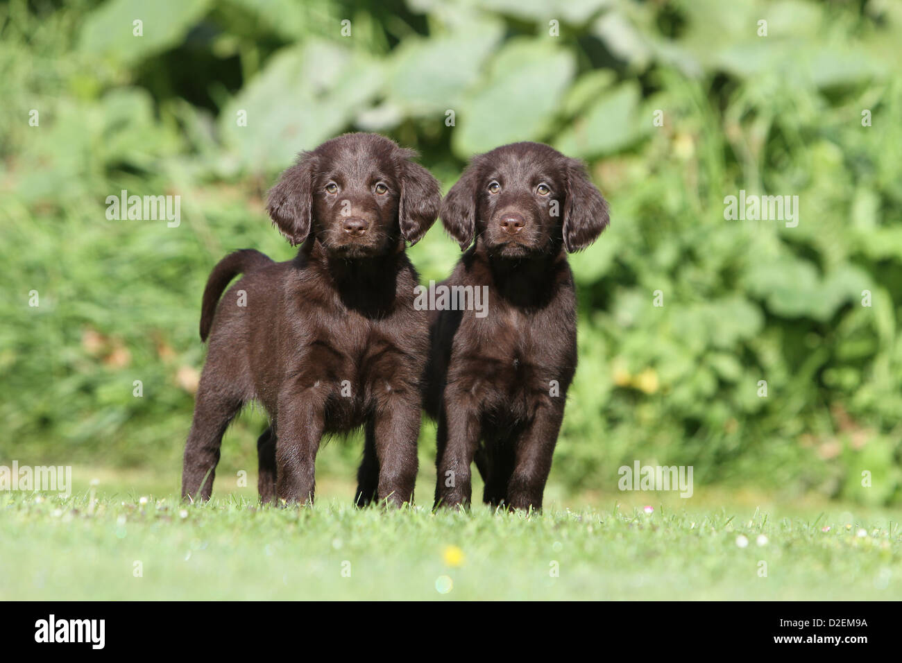 Dog Flat Coated Retriever Brown Two Puppies Standing In A Garden Stock Photo Alamy