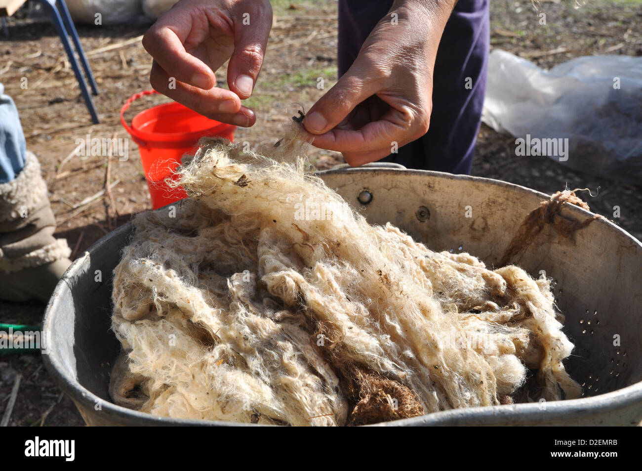 Hand Scouring (washing or cleaning) wool Stock Photo