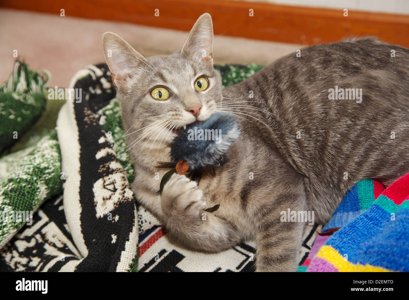 How old is 10 store months in cat years