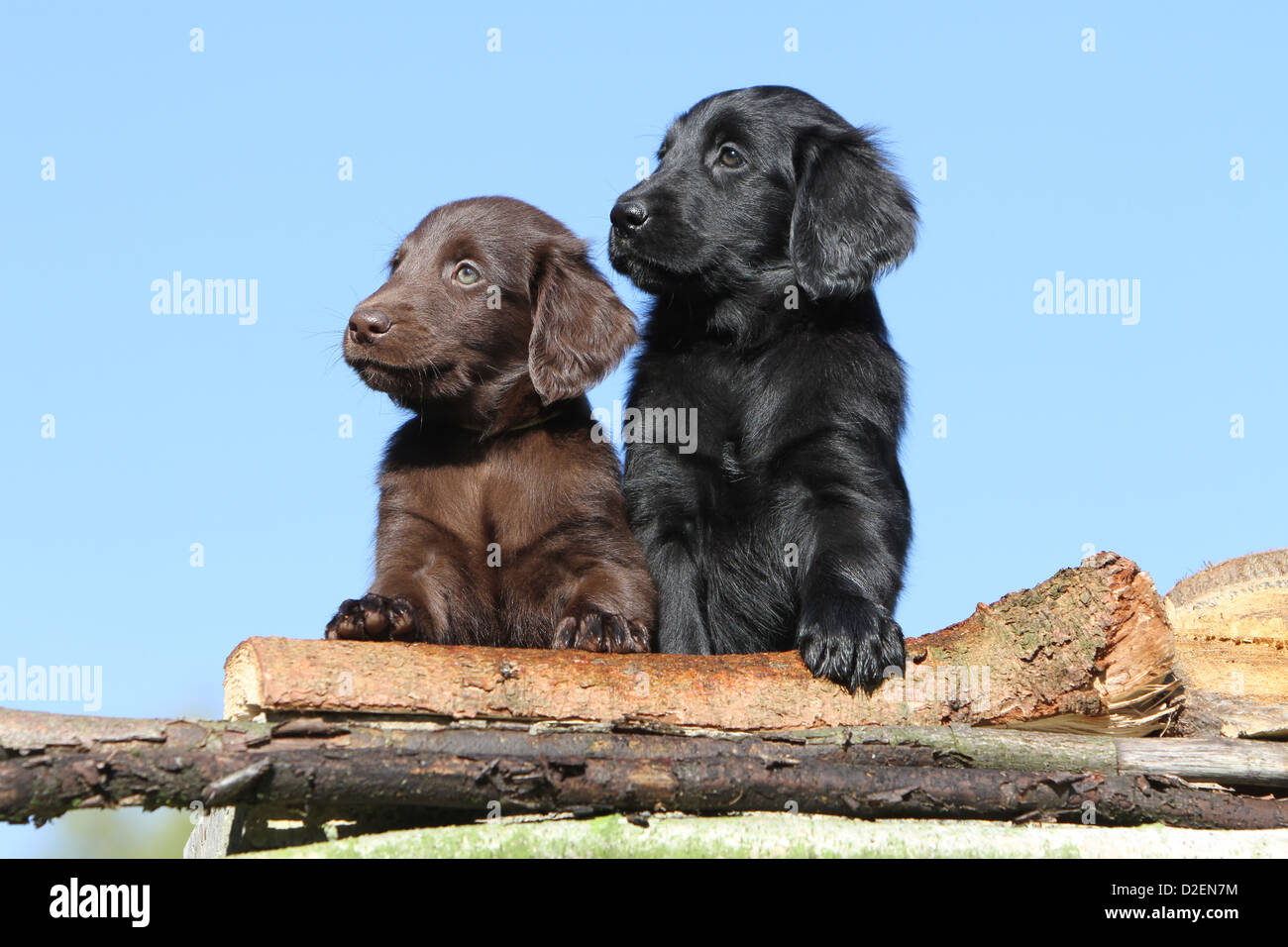 Dog Flat Coated Retriever (brown and black) two puppies different colors  lying on a wood Stock Photo - Alamy
