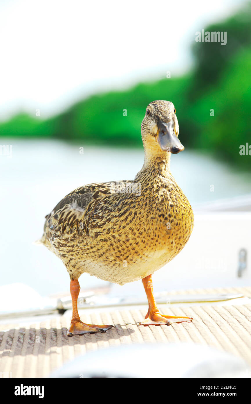 female duck on the Norfolk Broads poses for a picture Stock Photo