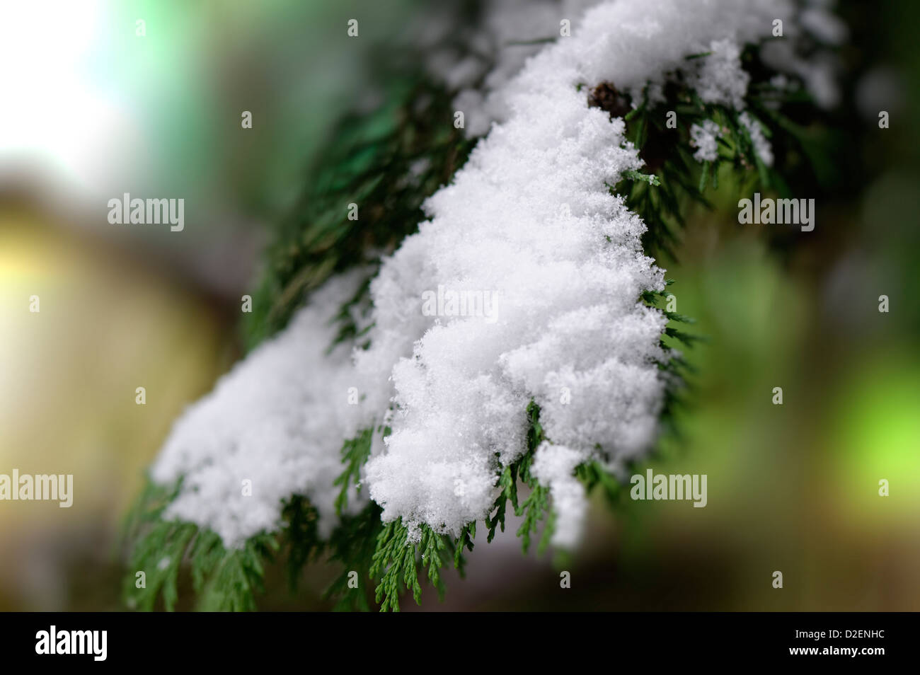 Cold snow fir tree hi-res stock photography and images - Alamy