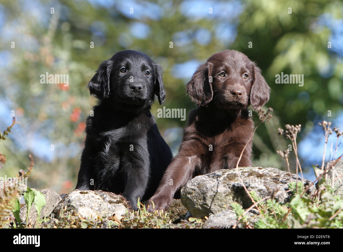 Dog Flat Coated Retriever Brown And Black Two Puppies Different Stock Photo Alamy