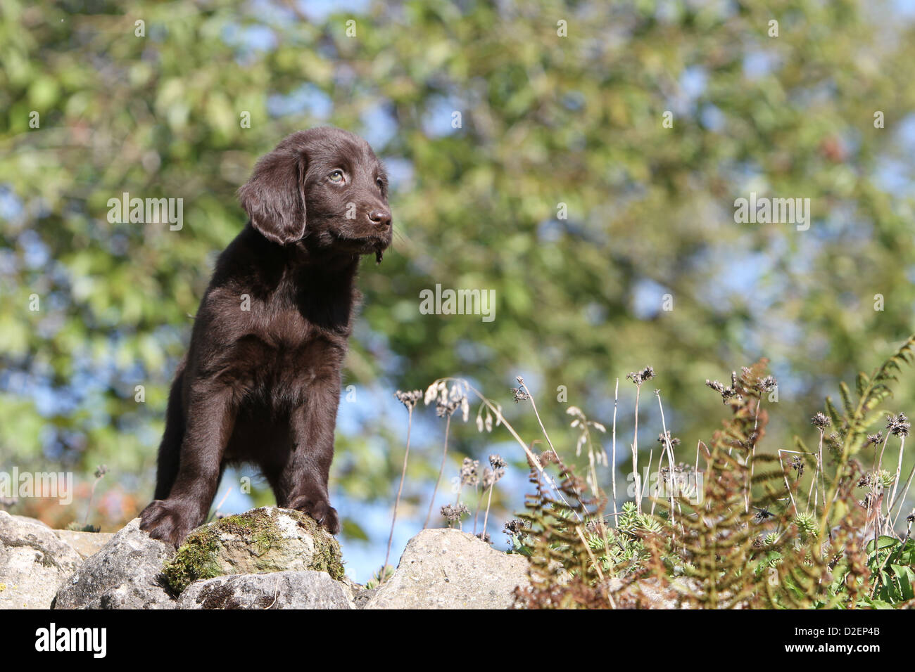 Dog Flat Coated Retriever (brown) puppy standing on a rock Stock Photo