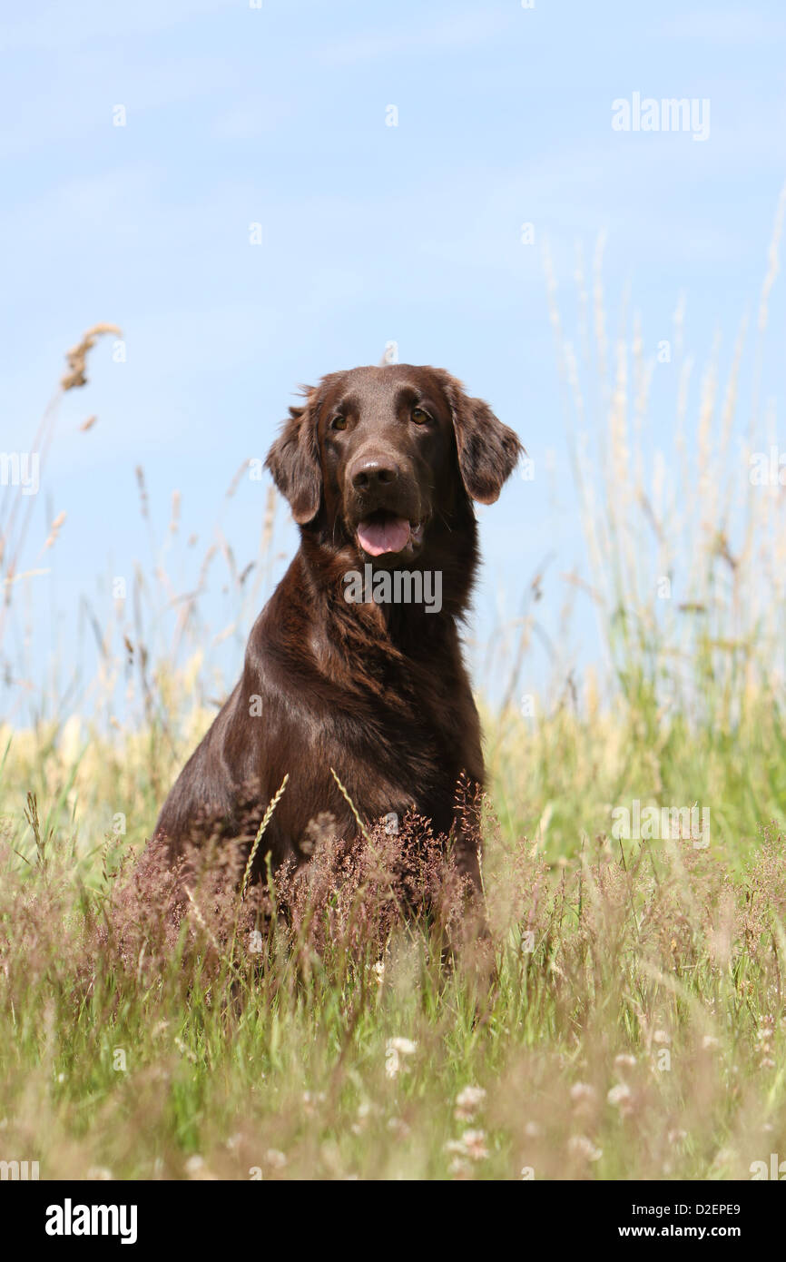 Flat coated retriever liver cheap color
