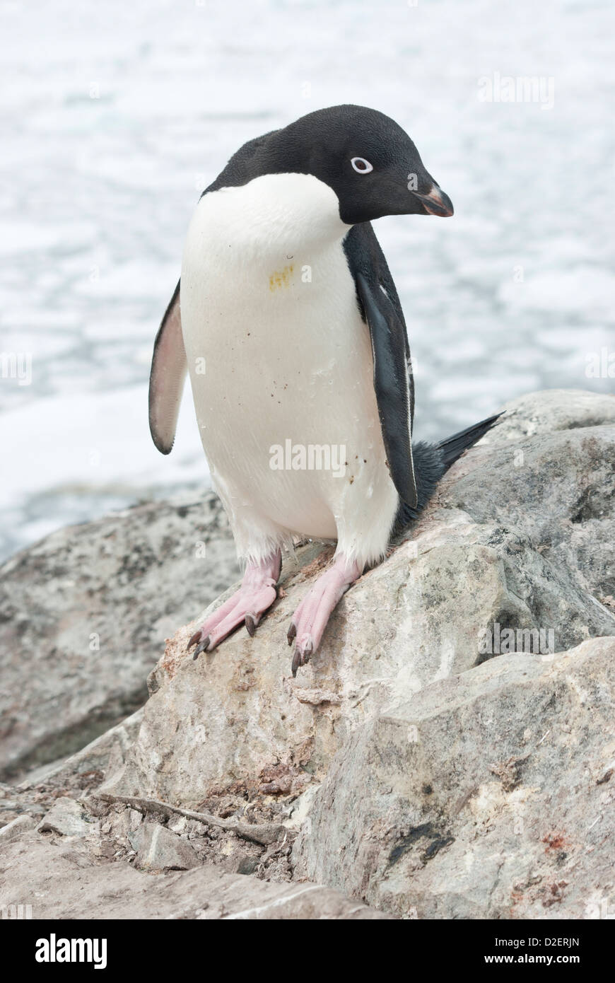 Adelie penguin (Pygoscelis adeliae) standing on a rock Stock Photo - Alamy