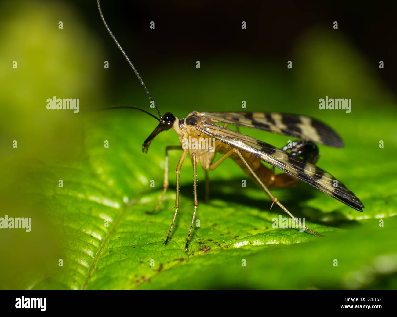 Close-up scorpion fly the grass in the summer Stock Photo