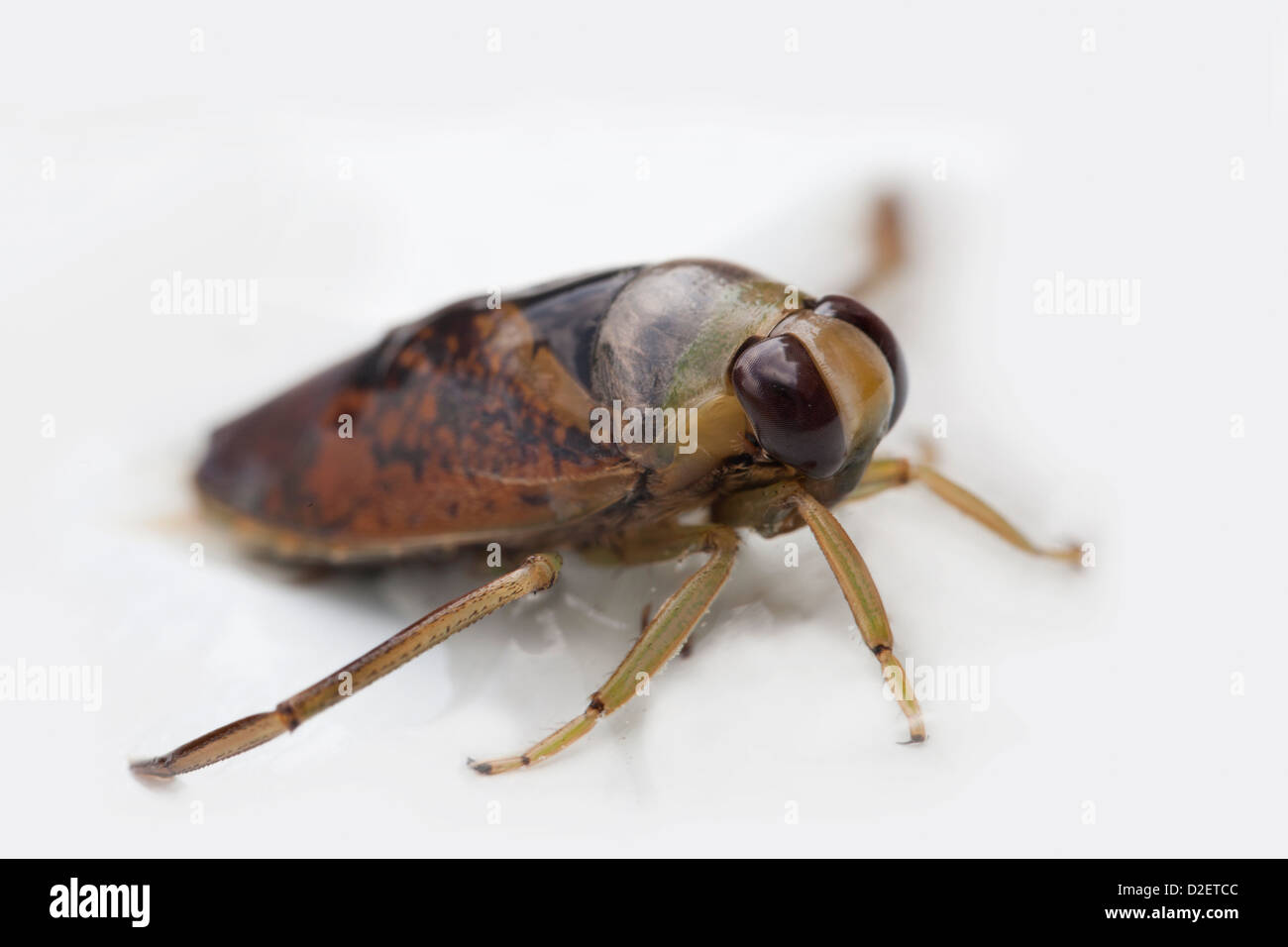 Common  Backswimmer (Notonectidae) Stock Photo