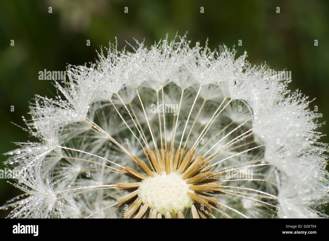 The closeup dew on dandelion Stock Photo - Alamy
