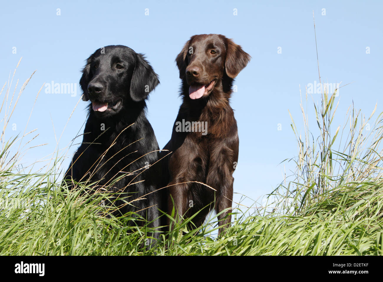 Dog Flat Coated Retriever Two Adults Different Colors Black And Stock Photo Alamy